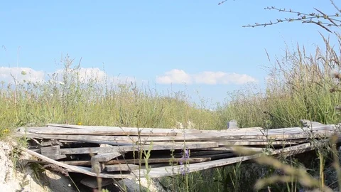 Hiking in the wild with a dog Stock Footage 87330863