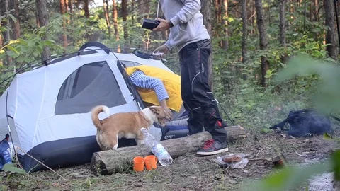 Hiking in the wild with a dog Stock Footage 87330987