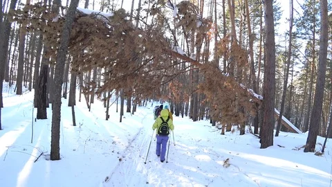 Hiking in the winter forest Stock Footage 117571107