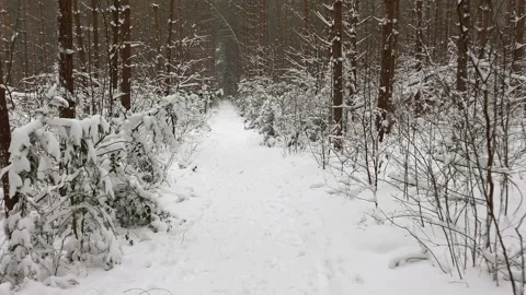 Hiking at a winter forest trail in the snow Stock Footage 217746557