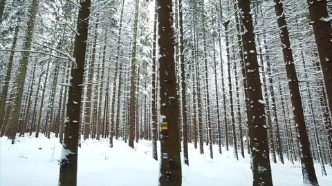 Hiking in a winter woods. 스톡 동영상 71369550