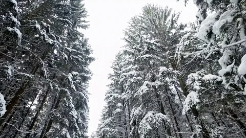 Hiking in a winter woods. Vídeo Stock 71369575