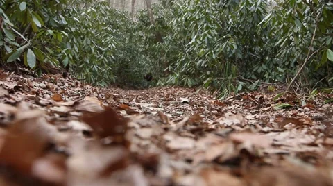 Hiking in the Woods Stock Footage 57158137