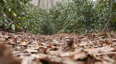 Hiking in the Woods Stock Footage 57159022