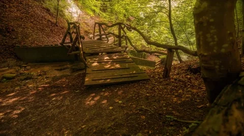 Hiking in the Woods on a summer day - Timelapse Stock Footage