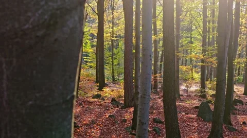 Hiking in the woods as the sun rises, bringing autumn leaves to life with l.. Stock Footage 256644785