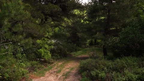 Hikinig path in the forest by the lake Stock Footage 283854735