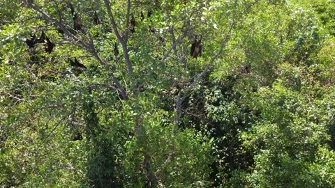Hikkaduwa flying foxes Video stock 326217665