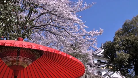 Hikone Castle Cherry Blossoms Stock-Footage 332018908