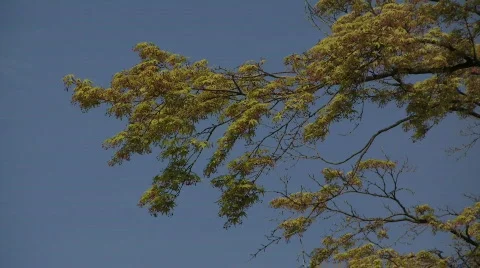 Hikone Castle Stock Footage 768601