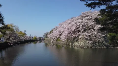 Hikone Castle Moat in Spring, Sakura flowers in full bloom 動画素材 132019178