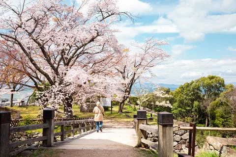 Hikone castle spring cherry blossoms in Shiga, Japan Stock Photos
