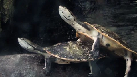 Hilaire’s side-necked turtle (Phrynops hilarii) Stock Footage 250299016