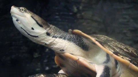 Hilaire’s side-necked turtle (Phrynops hilarii) Stock Footage 250299024