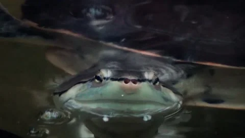 Hilaire’s side-necked turtle (Phrynops hilarii) Stock Footage 259110840