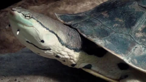 Hilaire’s side-necked turtle (Phrynops hilarii) Stock Footage 259161708