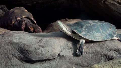 Hilaire’s side-necked turtle (Phrynops hilarii) Stock Footage 259161754