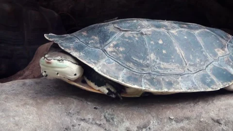 Hilaire’s side-necked turtle (Phrynops hilarii) Video stock 283005272