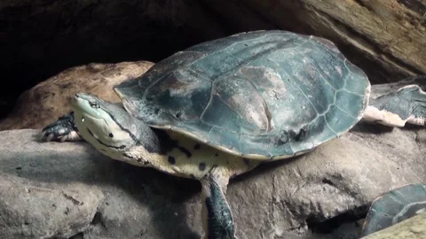 Hilaire’s side-necked turtle (Phrynops hilarii) Видео 283010300