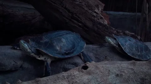Hilaire’s side-necked turtle (Phrynops hilarii) basking near water Stock Footage 283010316