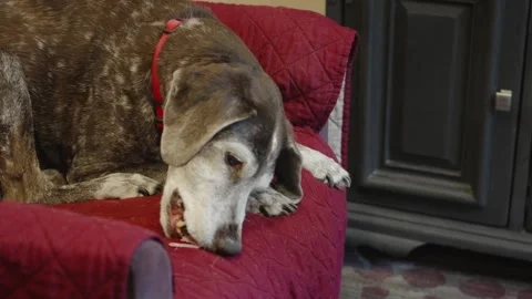 Hilarious clip in slow motion of a dog hungrily devouring salami. Stock Footage 293661374
