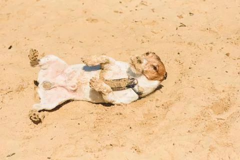 Hilarious dog lying on back sunbathing at sand beach on hot sunny day Stock Photos
