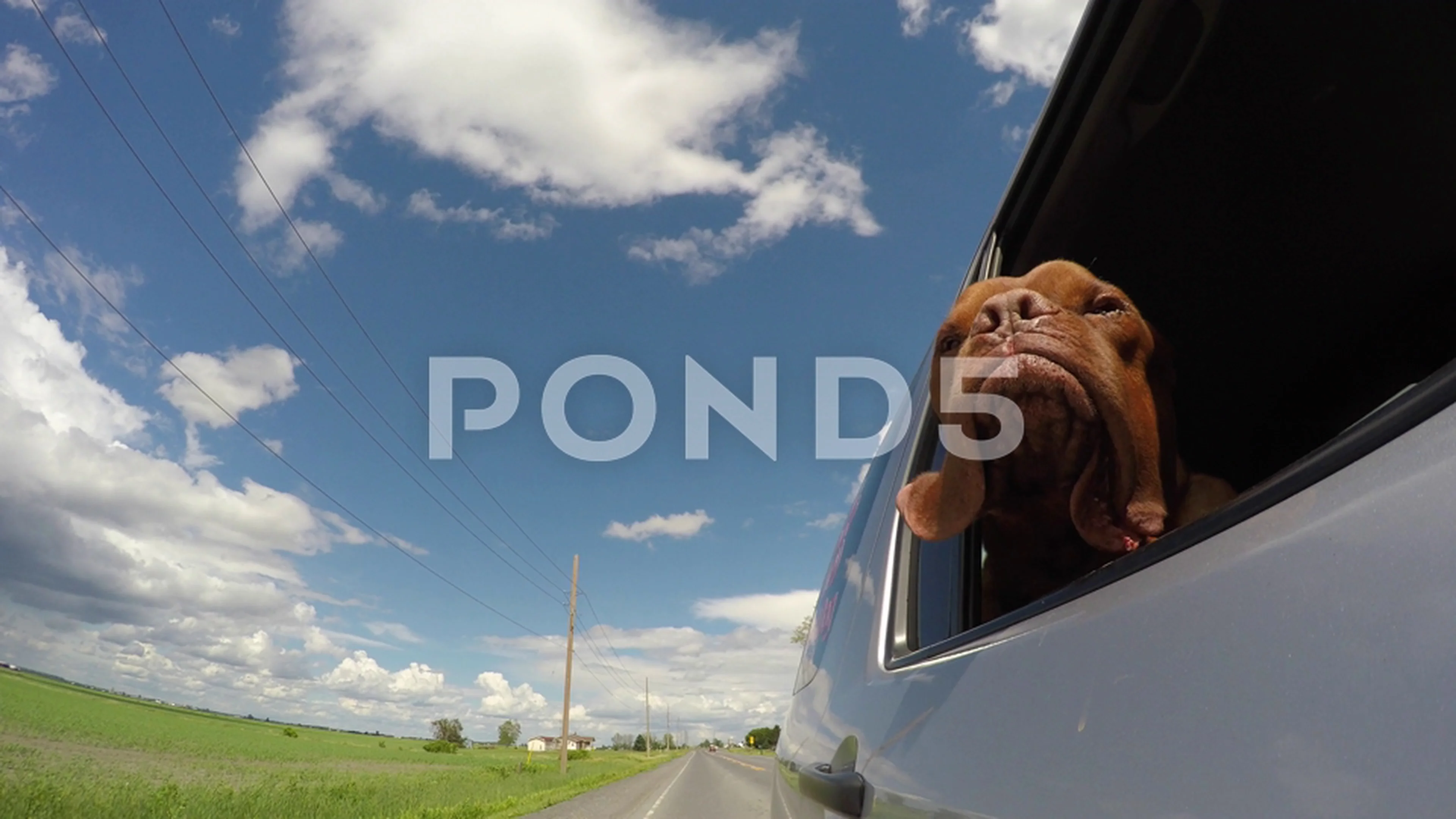 What Are Jowls For Dog