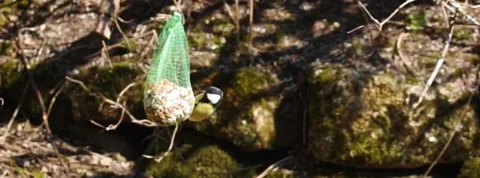Hilarious Great Tit falling like a stone Stock Footage 153878045