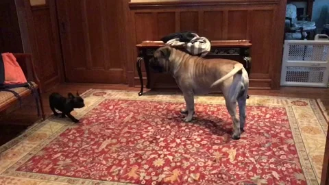 Hilarious interaction between massive Stock Video Pond5