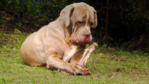 Hilarious Neapolitan Mastiff pet dog Stock Video Pond5