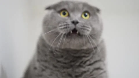 Hilarious Scottish Fold cat close-up with shocked eyes, looking surprised and Stock Footage 305198721