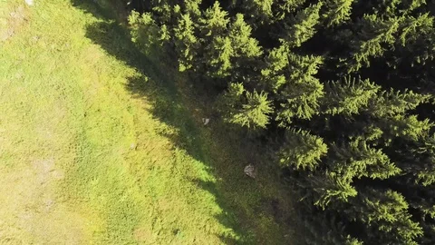 Hill and Forest Video stock 115317449