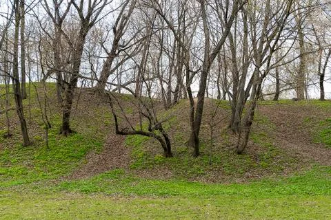 The hill and trees. Stock-Fotos