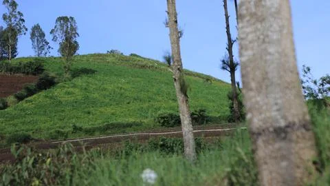 Hill on Cangar east java 写真素材