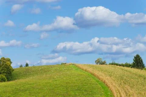 Hill with corn field Stock Photos