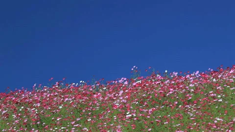 Hill of Cosmos Stock-Footage 327554037