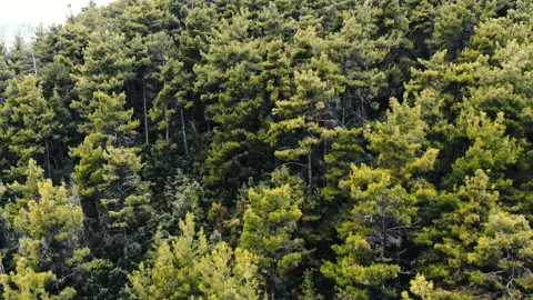 A hill covered with lush greenery, trees and bushes, Thassos, Greece Stock Footage 145162876