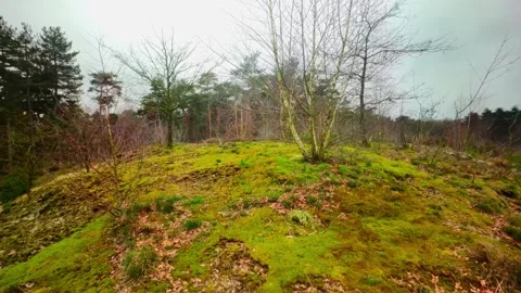 Hill covered with moss and bald trees during winter Dutch dune landscape Stock Footage 269136684