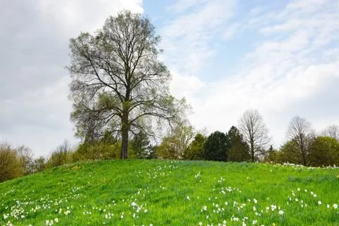 Hill with daffodils and lime tree in springtime Stock Photos