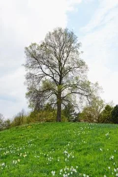 Hill with daffodils and lime tree in springtime Stock Photos