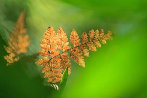 Hill evergreen forest Stock Photos