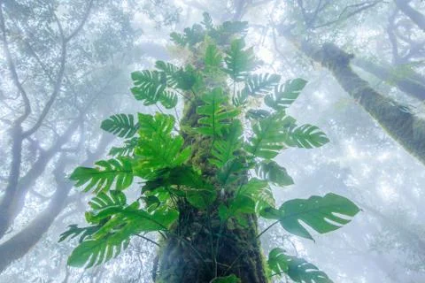 Hill evergreen forest Stock Photos
