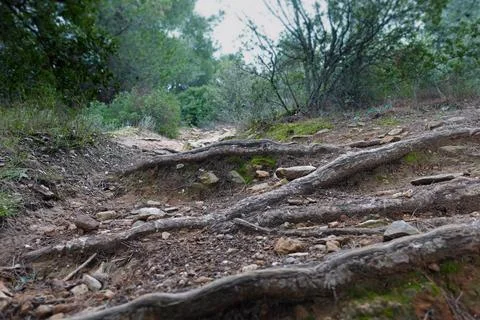 Hill footpath tree roots 写真素材