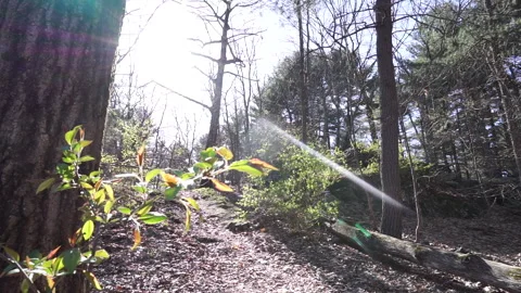 HILL IN FOREST Stock Footage 194047517