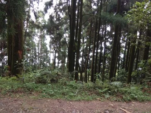 Hill Forest Stock Photos