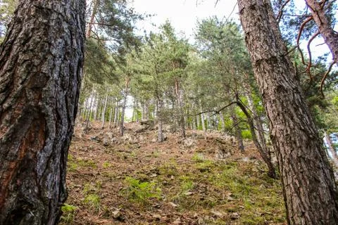 Hill Forest Trees Foto stock