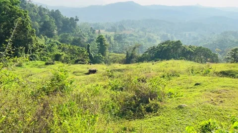 A hill full of grass and trees, a view from the mountain and a calf Stock-Footage 233374817
