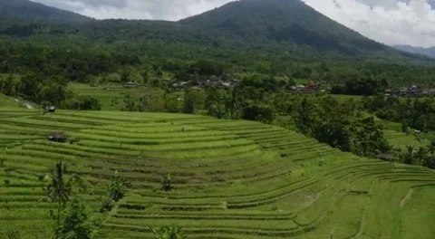 Hill garden Stock Footage 242473764