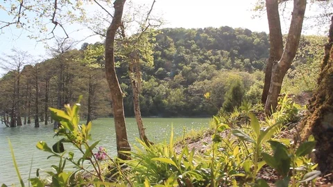 Hill Grass Trees Trunks and Lake (static view) Stock Footage 108039584