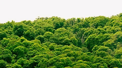 The hill with green leafy trees growing close to each other in the light Stock-Footage 65730353